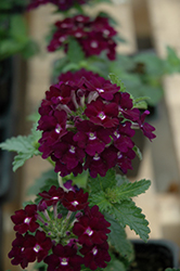 Aztec Blue Velvet Verbena (Verbena 'Aztec Blue Velvet') at Lakeshore Garden Centres