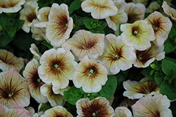 Potunia Mochaccino Petunia (Petunia 'Potunia Mochaccino') at Lakeshore Garden Centres