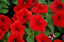 Potunia Dark Red Petunia (Petunia 'Potunia Dark Red') at Lakeshore Garden Centres
