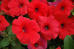 Potunia Papaya Petunia (Petunia 'Potunia Papaya') at Lakeshore Garden Centres