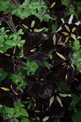 Phantom Petunia (Petunia 'Phantom') at Lakeshore Garden Centres