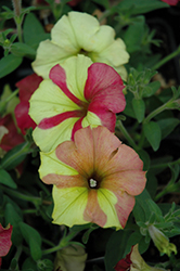 Crazytunia Sparky Petunia (Petunia 'Crazytunia Sparky') at Lakeshore Garden Centres
