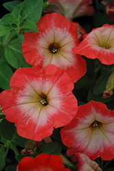 Perfectunia Orange Morn Petunia (Petunia 'Perfectunia Orange Morn') at Lakeshore Garden Centres