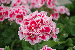Elanos White Splash Geranium (Pelargonium 'Elanos White Splash') at Lakeshore Garden Centres