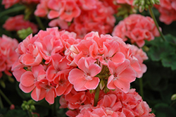 Pinnacle Salmon Geranium (Pelargonium 'Pinnacle Salmon') at Lakeshore Garden Centres