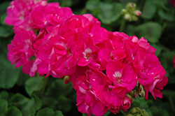 Elanos Deep Pink Geranium (Pelargonium 'Elanos Deep Pink') at Lakeshore Garden Centres