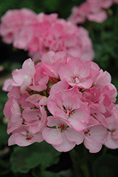 Elanos Light Pink Geranium (Pelargonium 'Elanos Light Pink') at Lakeshore Garden Centres