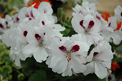 Aristo White With Eye Geranium (Pelargonium 'Aristo White With Eye') at Lakeshore Garden Centres