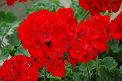 Pinnacle Red Geranium (Pelargonium 'Pinnacle Red') at Lakeshore Garden Centres