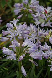 Baby Pete Agapanthus (Agapanthus praecox 'Benfran') at Lakeshore Garden Centres