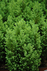 Ellwood's Gold Lawson Falsecypress (Chamaecyparis lawsoniana 'Ellwood's Gold') at Lakeshore Garden Centres