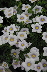 Blue Eyes Cupflower (Nierembergia 'Blue Eyes') at Lakeshore Garden Centres
