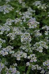 Aromatica Sky Blue Nemesia (Nemesia 'Aromatica Sky Blue') at Lakeshore Garden Centres