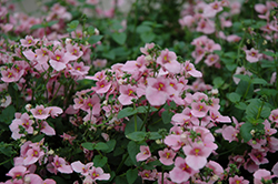 Juliet Light Pink Twinspur (Diascia 'Juliet&trade; Light Pink') at Lakeshore Garden Centres