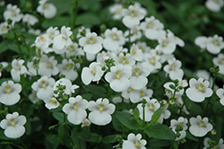 Juliet White Twinspur (Diascia 'Baljulitim') at Lakeshore Garden Centres