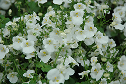 Romeo White Twinspur (Diascia 'Romeo White') at Lakeshore Garden Centres