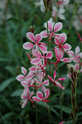 Siskiyou Pink Gaura (Gaura lindheimeri 'Siskiyou Pink') at Lakeshore Garden Centres