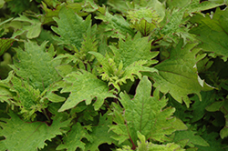 Lemon Twist Coleus (Solenostemon scutellarioides 'Lemon Twist') at Lakeshore Garden Centres