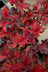 Ruffles Bordeaux Coleus (Solenostemon scutellarioides 'Ruffles Bordeaux') at Lakeshore Garden Centres