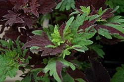 Twist And Twirl Coleus (Solenostemon scutellarioides 'Twist And Twirl') at Lakeshore Garden Centres