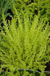 Anouk Heather (Calluna vulgaris 'Anouk') at Lakeshore Garden Centres