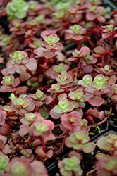 Flaming Carpet Stonecrop (mix) (Sedum 'Flaming Carpet (mix)') at Lakeshore Garden Centres
