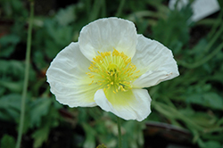 Wonderland White Poppy (Papaver nudicaule 'Wonderland White') at Lakeshore Garden Centres
