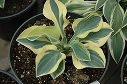 Lucky Mouse Hosta (Hosta 'Lucky Mouse') at Green Thumb Garden Centre
