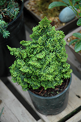 Gemstone Hinoki Falsecypress (Chamaecyparis obtusa 'Gemstone') at Lakeshore Garden Centres