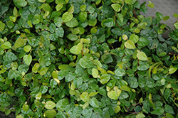 Creeping Fig (Ficus repens) at Lakeshore Garden Centres