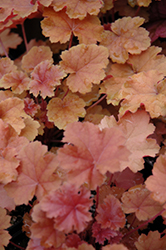 Christa Coral Bells (Heuchera 'Christa') at Lakeshore Garden Centres