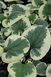 Dawson's White Bugloss (Brunnera macrophylla 'Dawson's White') at Lakeshore Garden Centres