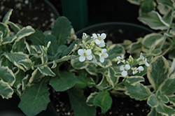 Variegated Running Wall Cress (Arabis procumbens 'Variegata') at Lakeshore Garden Centres