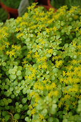 Golden Stonecrop (Sedum makinoi 'Ogon') at Lakeshore Garden Centres