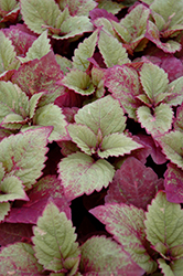 ColorBlaze Royal Glissade Coleus (Solenostemon scutellarioides 'Royal Glissade') at Lakeshore Garden Centres