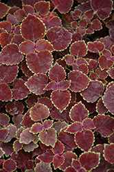 Trailing Rose Coleus (Solenostemon scutellarioides 'Trailing Rose') at Lakeshore Garden Centres