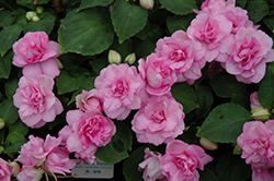 Fiesta Lavender Orchid Double Impatiens (Impatiens 'Balfielavori') at Lakeshore Garden Centres