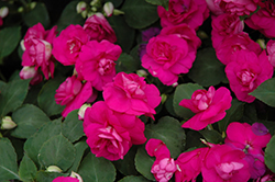 Fiesta Purple Double Impatiens (Impatiens 'Balfieprim') at Lakeshore Garden Centres