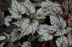Garden Angel Plum Begonia (Begonia 'Garden Angel Plum') at Lakeshore Garden Centres