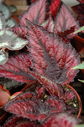 Red Tango Begonia (Begonia 'Red Tango') at Lakeshore Garden Centres
