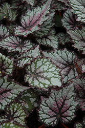 Jurassic Green Streak Begonia (Begonia 'Jurassic Green Streak') at Lakeshore Garden Centres
