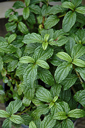 Pucker Up Red Twig Dogwood (Cornus sericea 'Neil Z') at Lakeshore Garden Centres