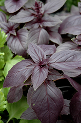 Red Rosie Basil (Ocimum basilicum 'Red Rosie') at Lakeshore Garden Centres