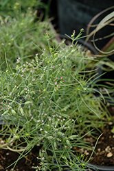 Cumin (Cuminum cyminum) at Lakeshore Garden Centres