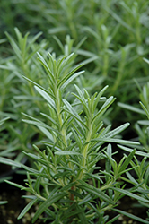 Arp Rosemary (Rosmarinus officinalis 'Arp') at Lakeshore Garden Centres