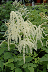 Sylvester Goatsbeard (Aruncus dioicus 'Sylvester') at Lakeshore Garden Centres