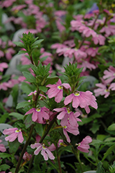 Pink Wonder Fan Flower (Scaevola aemula 'Pink Wonder') at Lakeshore Garden Centres