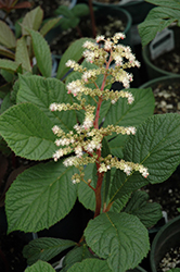 Hercules Rodgersia (Rodgersia pinnata 'Hercules') at Lakeshore Garden Centres