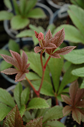 Cherry Blush Rodgersia (Rodgersia henrici 'Cherry Blush') at Lakeshore Garden Centres