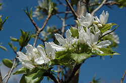 Navigator Ornamental Pear (Pyrus 'DurPSN303') at Lakeshore Garden Centres